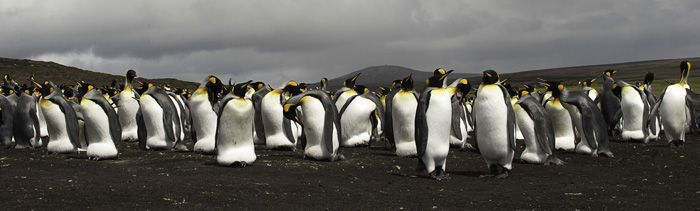 King Penguin Colony Pano